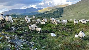 Farm 999 - Series 1: 15. Neglected Birds Found And Highland Blaze Seen From Space