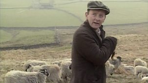 All Creatures Great And Small - Series 6: 6. Where Sheep May Safely Graze