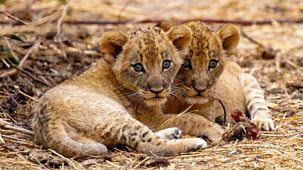 Kingdom - Series 1: 3. The Lions Fall