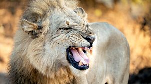 Kingdom - Series 1: 4. Flint And The Crocodile