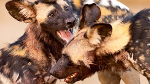 Kingdom - Series 1: 5. Olimba's Last Chance