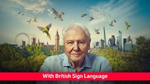 Wild London - Signed - Episode 02-01-2026