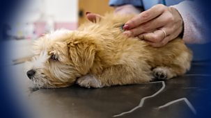 Panorama - Why Are Vet Bills So High?