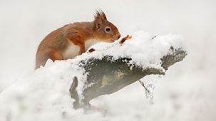 Winterwatch - Series 14: Episode 3