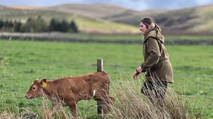 This Farming Life - Series 8: 7. Moo-ving Adoptions