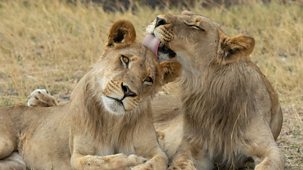 Big Cats 24/7 - Series 2: 1. Change Is Coming