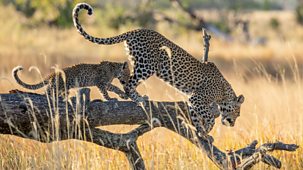 Big Cats 24/7 - Series 2: 2. The Chase