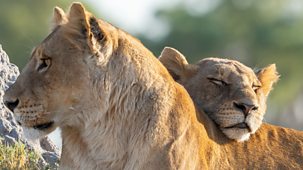 Big Cats 24/7 - Series 2: 4. Reunion