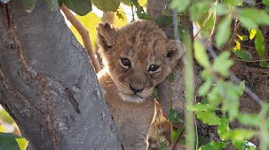 Big Cats 24/7 - Series 2: 5. New Beginnings