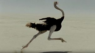 Wildlife On One - Ostriches In The Race For Survival