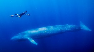 Deadly 60 - Series 7: 2. Blue Whales And Saltwater Crocodiles