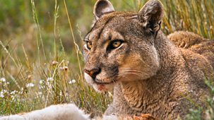 Deadly 60 - Series 7: 3. Secretive Puma Special