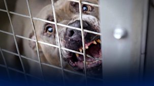 Panorama - Dangerous Dogs: Is The Ban Working?