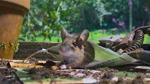 Secret Garden - Series 1: 3. The Lake District