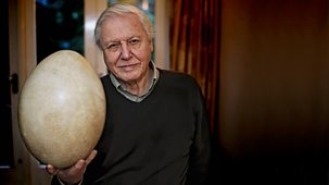 Attenborough And The Giant Egg - Episode 04-04-2026