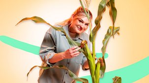 What&rsquo;s In Your Plant Pot? - Series 1: 4. Sweetcorn