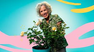 What&rsquo;s In Your Plant Pot? - Series 1: 5. Roses