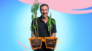 What&rsquo;s In Your Plant Pot? - Series 1: 6. Potatoes