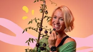 What&rsquo;s In Your Plant Pot? - Series 1: 8. Tomatoes