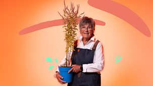 What&rsquo;s In Your Plant Pot? - Series 1: 9. Mint