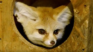 Animal Park - Summer 2021: Episode 7
