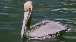 Wildlife On Two - A Wonderful Bird Is The Pelican