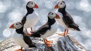 Hidden Treasures Of The National Trust - Series 4: 3. Puffins And Pilgrims
