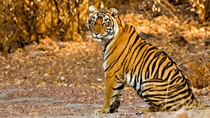 Natural World - Short Versions: Tiger Dynasty
