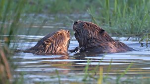 Springwatch - 2026: Episode 1