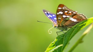 Springwatch - 2026: Episode 2
