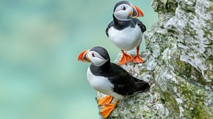 Springwatch - 2026: Episode 4