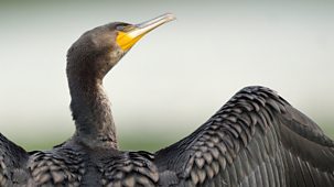 Springwatch - 2026: Episode 5