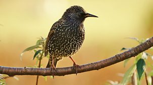 Springwatch - 2026: Episode 6