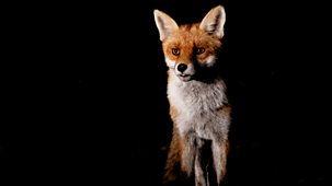 Springwatch - 2026: Episode 7