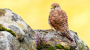 Springwatch - 2026: Episode 8