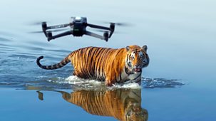 Tiger Island - Series 1: Episode 1