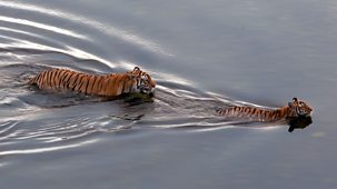 Tiger Island - Series 1: Episode 2