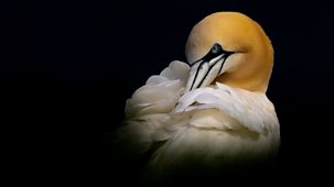 Springwatch - 2026: Episode 10