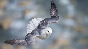 Springwatch - 2026: Episode 11