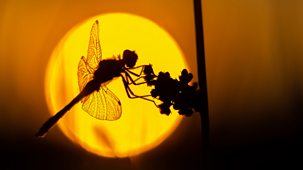 Springwatch - 2026: Episode 12