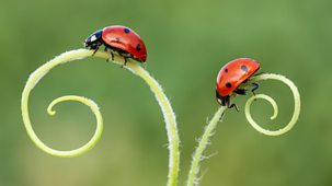 The World About Us - The Year Of The Ladybirds