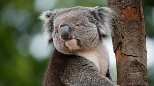 Animal Park - 2026: Episode 3