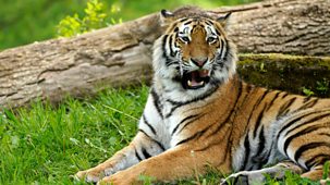 Animal Park - 2026: Episode 7