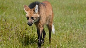 Animal Park - 2026: Episode 8