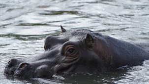 Animal Park - 2026: Episode 6
