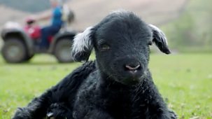 A Wild Year - Shorts: 3. The North York Moors: Sheep