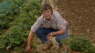 Gardeners' World - 1986: Episode 29