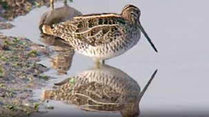 Birding With Bill Oddie - Series 2: 4. Bill's Beginnings