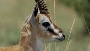 The Great Rift: Africa's Wild Heart - 3. Grass