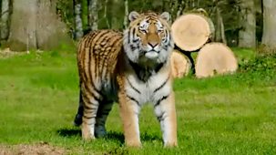 Animal Park - Summer 2021: Episode 3